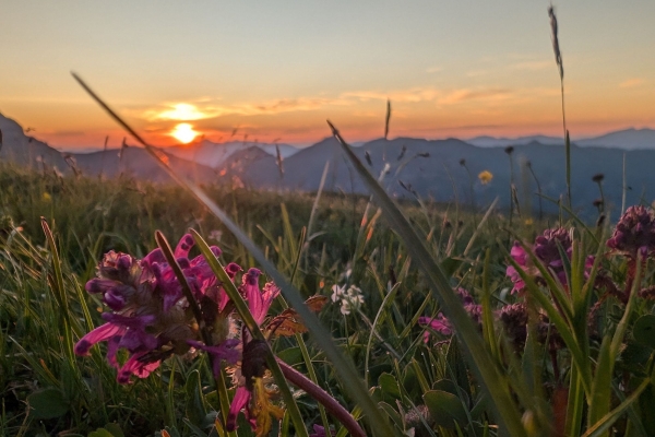 Wandernacht - Kinderwanderung – Tierische Anpassung an die Nacht