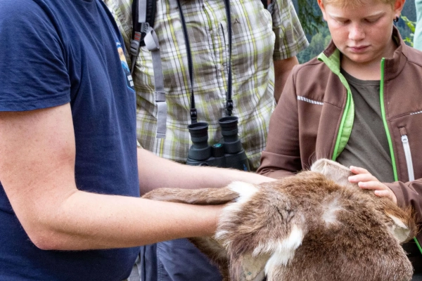 Abendliche Wanderung auf den Spuren von Mensch und Reh